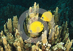 Two fishes Masked butterflyfishes photo
