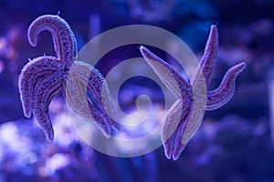 Two five-pointed starfish in the ocean on a blue background. The effect of bokeh close up. Life in the ocean. A pair of starfish,