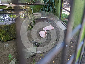 A two flamengoes, flamingo or Phoenicopterus sitting in a cage at the zoo