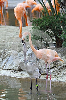 Two flamingo