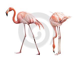 Two flamingo