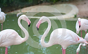 Two flamingo birds is facing to each other, their neck is about to be heart shape