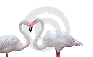 Two flamingo birds on white background combining their neck