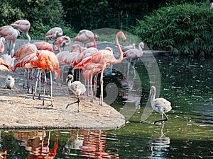 Two flamingo chicks among adult  flamingo birds