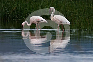 Two flamingo