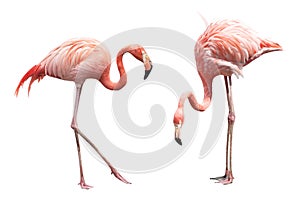 Two flamingo