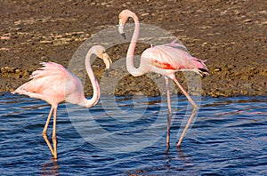 Two flamingo lovers in the lagoon
