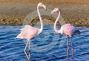 Two flamingo lovers in the lagoon