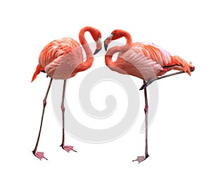 Two Flamingo