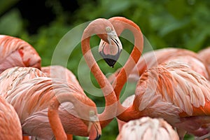Two flamingoes form a heart shape with their necks