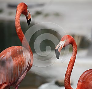 Two flamingoes next to eachother photo