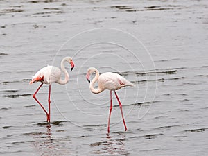 Two flamingos