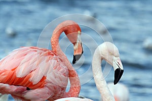 Two flamingos