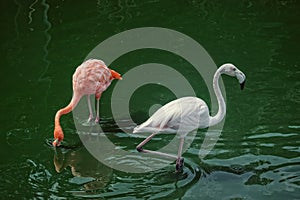 The Two Flamingos
