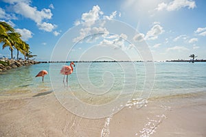 Two flamingos on the beach