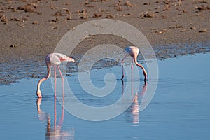 Two flamingos in a Camargue\'s pond