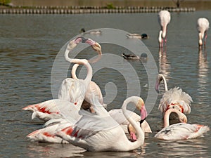 Two flamingos with crossed necks