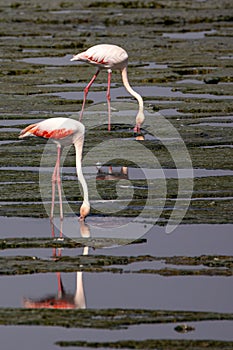 Two flamingos feeding in a pond, their beaks curving downwards