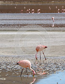 Two Flamingos Grazing in Shallow Saline Water of Laguna Hedionda Lake with Blurry Flamingo Group in Background, Bolivia