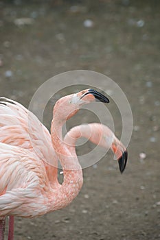 Two Flamingos moving their head with different rythm