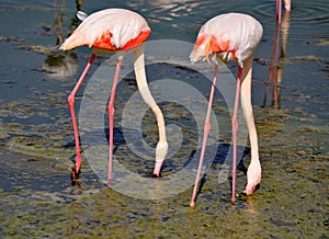 Two flamingos with red redish feathers standing in muddy lake