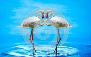Two Flamingos standing in blue water