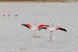 Two flamingos taking off at Larnaca Salt-lake in Cyprus