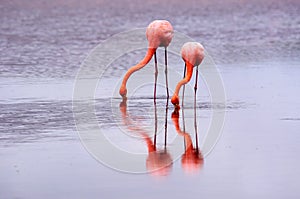 Two flamingos and their reflections