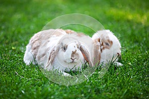 Two flap-eared pet rabbits on green grass. photo