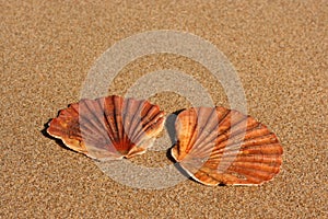 Two flat sea shells on the sand