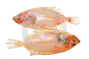 Two flatfish photo