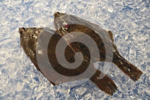 Two flatfishes