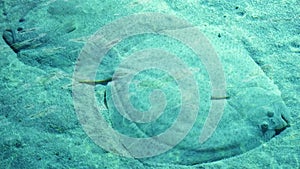 Two flatfishes on sand sea bottom underwater