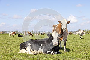 Two fleckvieh cows, standing and lying in a pasture under a blue sky and a straight horizon