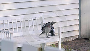 Two fledgeling crows on a white wooden bench.