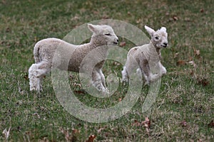 Two Fleecy Little Lambs Playing in a Pasture in Spring