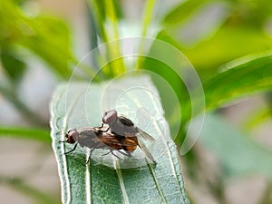 Two flies are laying on a leaf