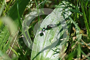 Two flies on a leef