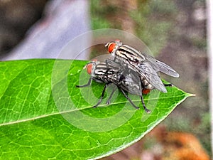 two flies are mating on a green leaf
