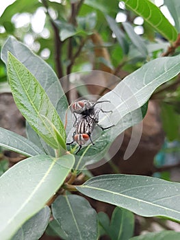 Two flies mating on a leaf