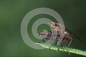 Two Flies Mating Macro