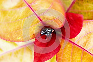 Two flies mating on red leaf