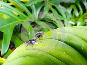 two flies perched on a green leaf