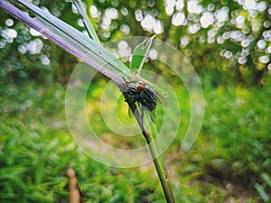 two flies in the process of breeding