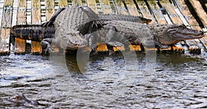 Two Florida Alligators Sunning On Dock