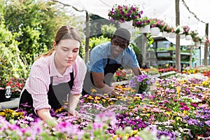 Two florists working in greenhouse