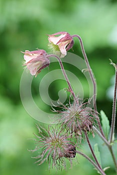 Two flourishing and two faded avens root flowers