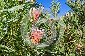 Two flower heads of the endemic to South Africa oleanderleaf protea