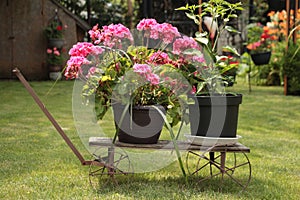two flower pots on an old small wagon with a flat surface on grass, pink green