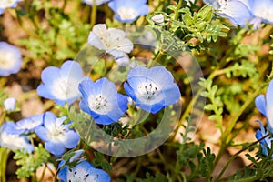 Two flower purple and white Nemophila spring flower in hitachi s